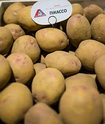 Картопля Констанс Agrico - 20 кг