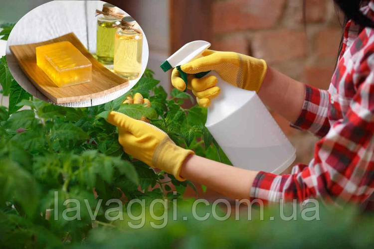 Олія німу та калійне мило, найкращий природний пестицид для захисту ваших рослин (і не тільки) 