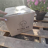 Комплект Королівських шампіньйонів для вирощування в коробці, фото 4