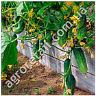 Огірок Атлантіс F1 20 шт Beste Kern, фото 2