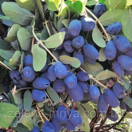 Жимолість "Бореал Бест" 2л., фото 1