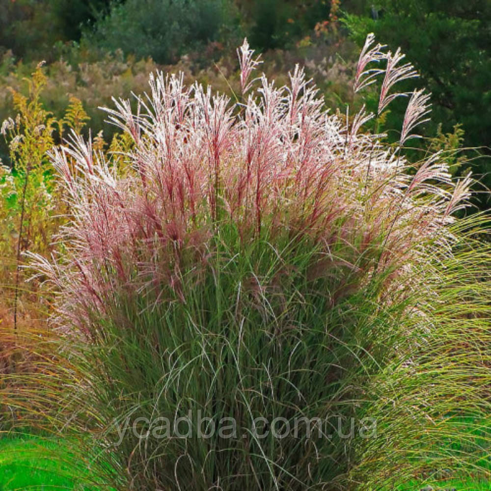 Мискантус китайський Фернер Остін (горщик 0,5л), фото 1