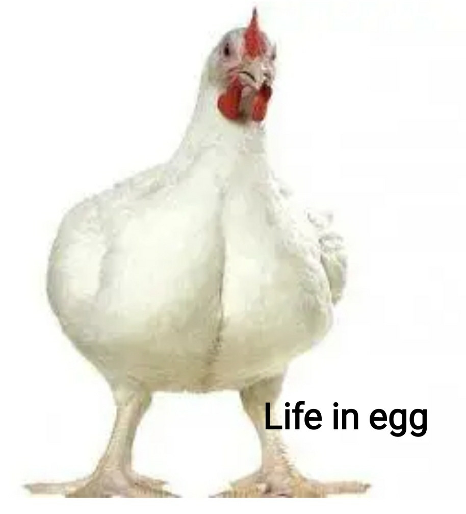 Інкубаційне яйце Росс 308 (молодка) Україна - фото 1 - id-p2102607119