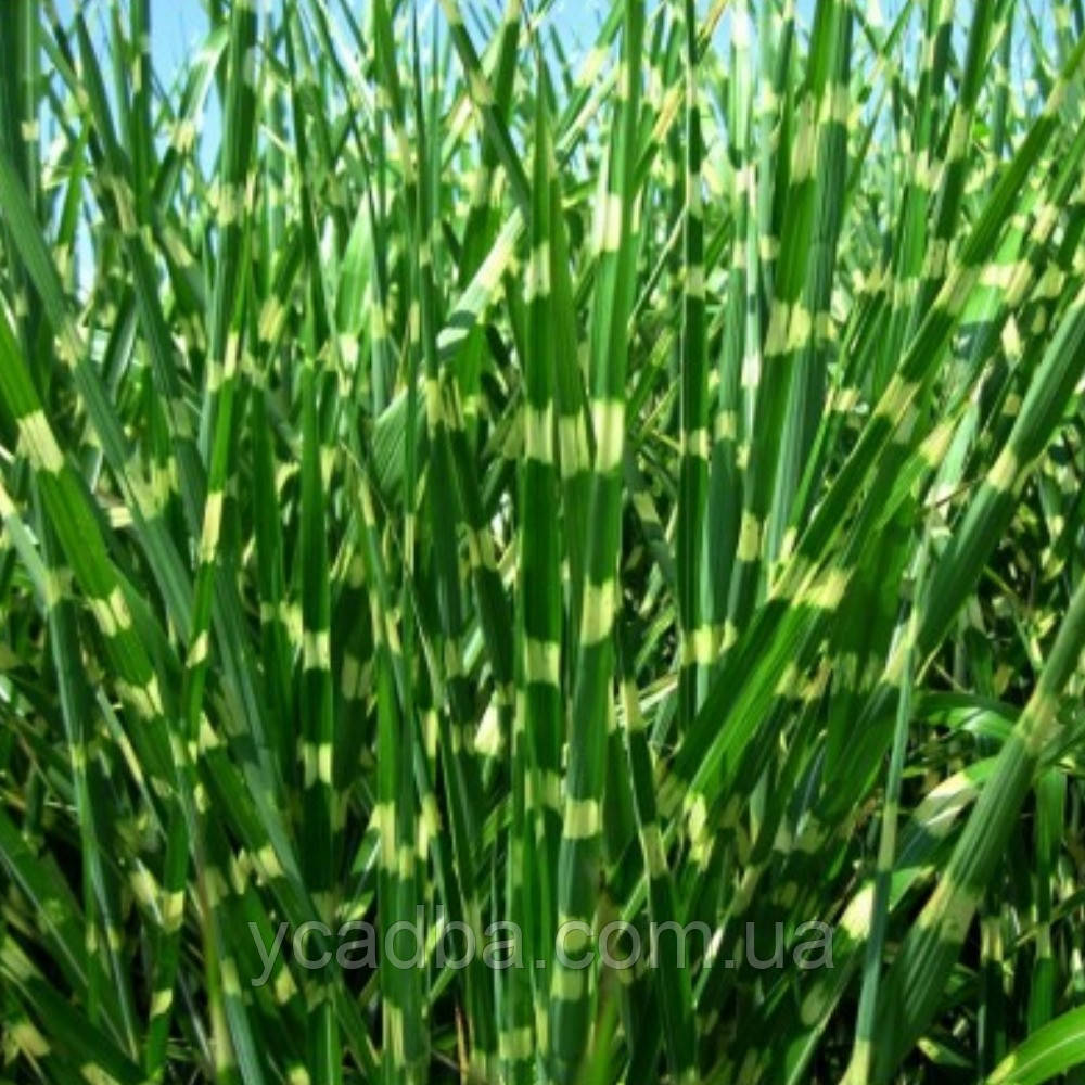 Міскантус Зебріна (горщик 0,5л), фото 1