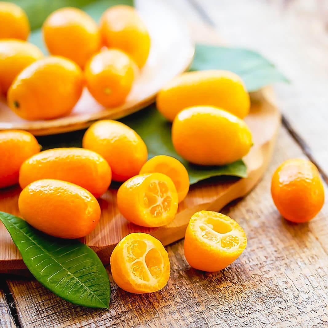 Саджанці кумквата - золотий апельсин 2-х річний