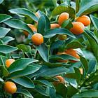 Саджанці кумквата - золотий апельсин 2-х річний, фото 2