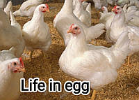 Інкубаційне яйце Кобб 500 Угорщина