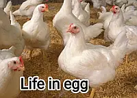 Інкубаційне яйце Кобб 500 Угорщина