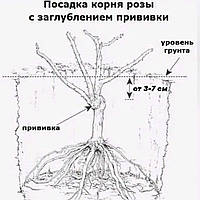 Правила висадки троянд.