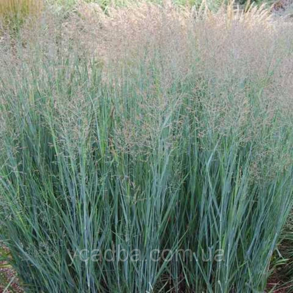 Просо прутоподібне Heavy Metal (горщик 0,5л), фото 1