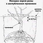 Правила висадки троянд.