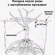 Правила висадки троянд.