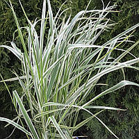 Вейник остроцветковый Calamagrostis acutifolia Overdam (контейнер 0,5л)