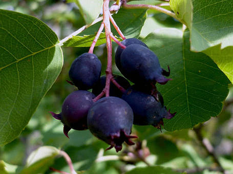 Саджанці Ірги