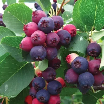 Саджанці ірги Нортлайн, фото 1