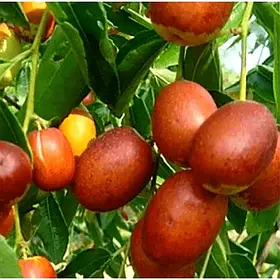 ЗІЗИФУС КАРА-ДАГ