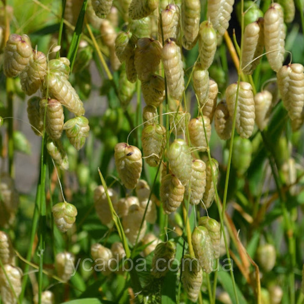 Трясунка Бріза (горщик 0,5л), фото 1