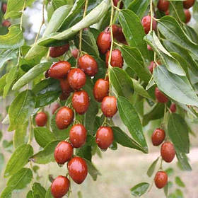 Зізіфус Цукерковий