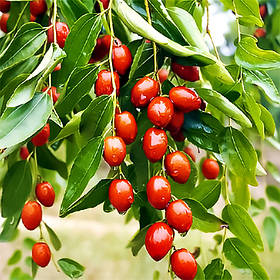 ЗІЗИФУС УНАБІ