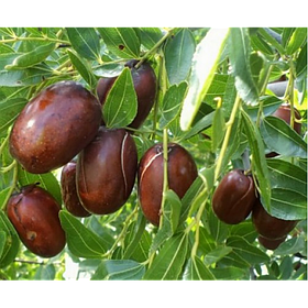 Зізіфус Синит