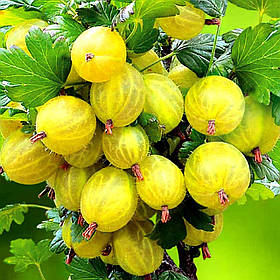 АҐРУС ІНВІКТА (СЕРЕДНІЙ)