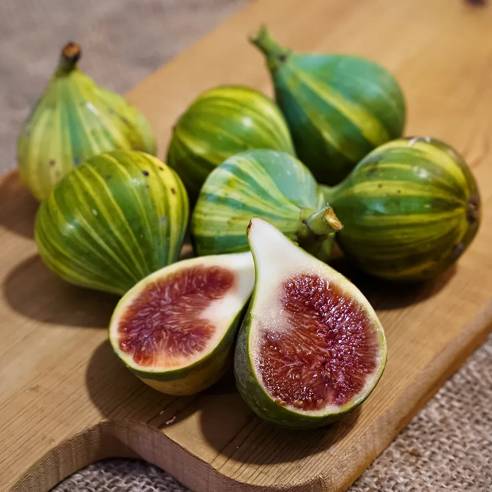 Саджанці інжир смугастий Панч (Panache)(1р) - ранній, самоплідний, великоплідний, фото 1