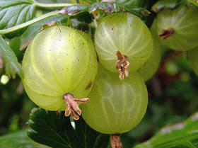 АҐРУС ДОНЕЦЬКИЙ ВЕЛИКОПЛІДНИЙ (РАННІЙ)