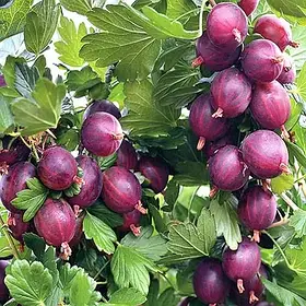 АҐРУС НЕСЛУХОВСЬКИЙ (РАННІЙ)