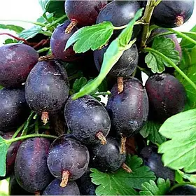 АҐРУС ЧОРНОМОР (СЕРЕДНІЙ)