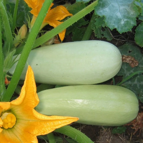 Насіння кабачка Ролик (2г), фото 1