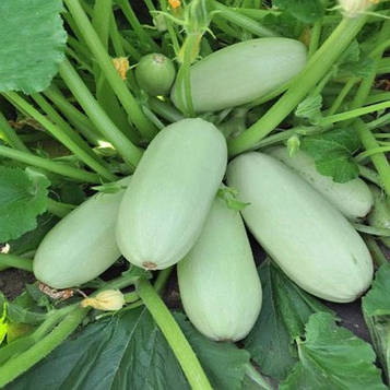 Насіння кабачка Грибовський 37 (3г)