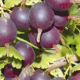 АҐРУС КАРАТ (РАННЬО-СЕРЕДНІЙ)