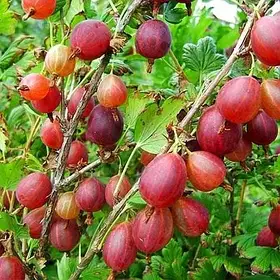 АҐРУС КРАСЕНЬ (СЕРЕДНІЙ)