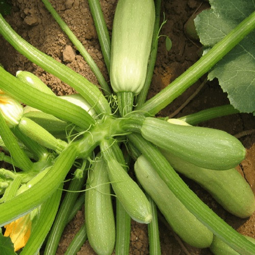 Семена кабачка Кустовой (15г), фото 1