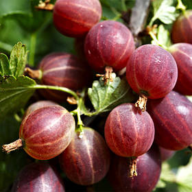 АҐРУС КОНСУЛ (СЕРЕДНІЙ)