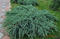 Ялівець лускатий Blue Carpet 3- річний Можжевельник чешуйчатый Блю Карпет (Juniperus squamata Blue Carpet)