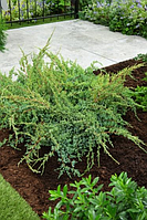 Ялівець лускатий 'Холгер' 4- річний Можжевельник чешуйчатый Холгер Juniperus squamata 'Holger'