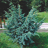Ялівець лускатий Meyeri 4- річний, Можжевельник чешуйчатый Мейери, Juniperus squamata Meyeri