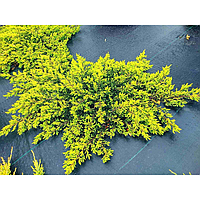 Ялівець звичайний Голдшатц 3-річний Juniperus communis Goldschatz