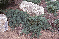 Ялівець повзучий 'Бар Харбор' (Juniperus horizontalis 'Bar Harbor') 4-річний