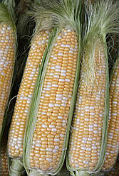 Суперсолодка біколор кукурудза Палітра Мнагор 20 000 насінин на 36соток, солодка двоколірна кукурудза жовта з білим