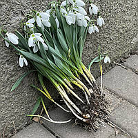 Саженцы подснежника 10шт/упак Галантус White (Белый) садовый, луковица с цветком