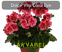 Dolce vita coral eye