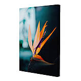 Набір постерів Riviera Blanca Дикий квіт (PS-055) 3 шт в наборі, фото 2