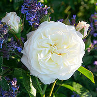 Роза Alabaster Белый Саженцы 1шт. Florium