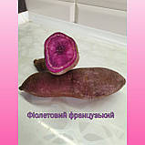 Батат із фіолетовою м'якотю, фото 9