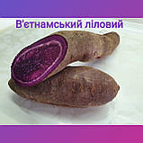 Батат із фіолетовою м'якотю, фото 8