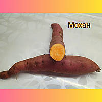 Сортовий батат сорт Мохан із світлопомаранчовою м'якотю 🌿🧡🍠