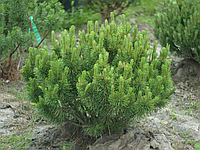 Сосна гірська 'Мугус' Pinus mugo 'Mughus 8-річна