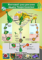 Плакат на банерній тканині з планками "Життєвий цикл рослини відділу покритонасінні"
